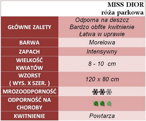 Miss Dior róże parkowe gł. zal